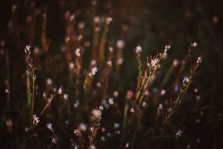 Close Up Photo Of Hairy Bittercress