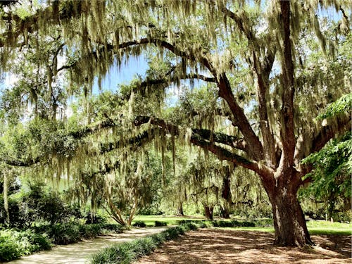 가지, 공원, 그림자의 무료 스톡 사진