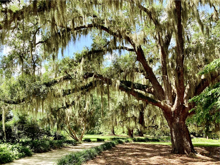 Tree Over A Path In A Park