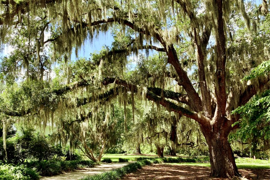 Sprawling southern live oak draped in Spanish moss
