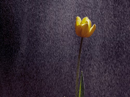 무료 꽃잎, 노란색 꽃, 비의 무료 스톡 사진