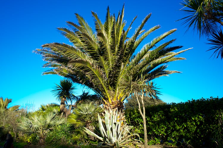  Close-up Of A Canary Island Date Palm