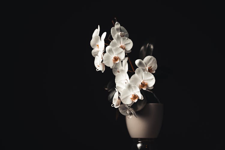 
A Close-Up Shot Of Potted White Orchids