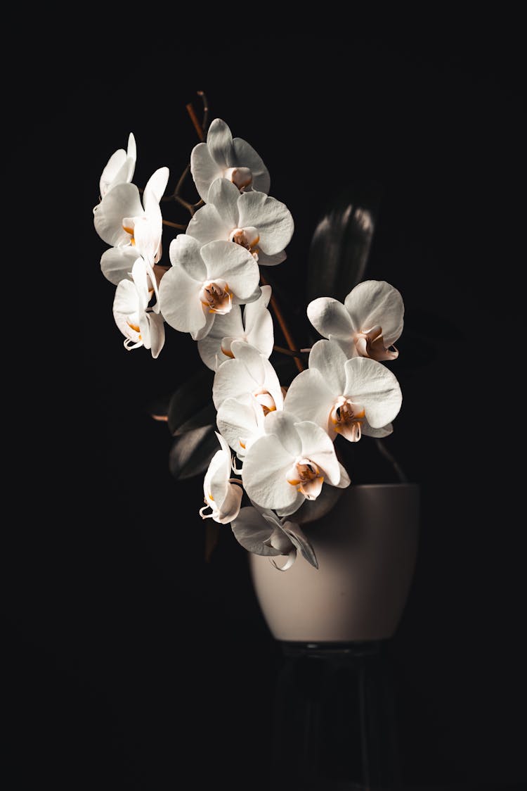 

A Close-Up Shot Of Potted White Orchids