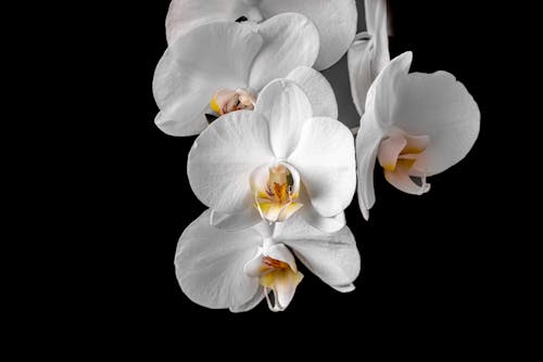  A Close-Up Shot of White Orchids in Bloom