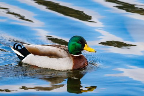 Free Close-up of a male mallard duck swimming in a reflective body of water on a clear day. Stock Photo