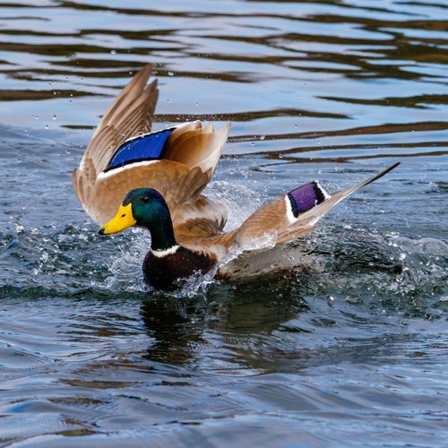 Free A vivid mallard duck with striking colors flapping wings in a lively water splash. Stock Photo