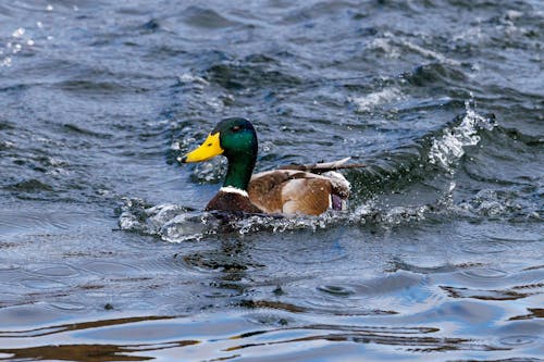 
A Close-Up Shot of a Mallard in the Water