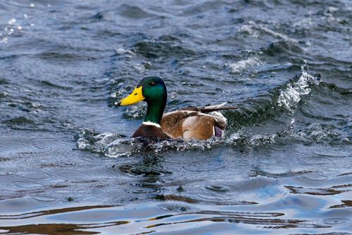 Free Close-up of a male mallard duck gliding through rippling water, showcasing nature's beauty. Stock Photo