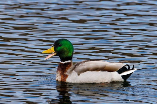 A Duck on the Water 
