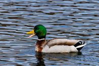 Mallard Duck on Water