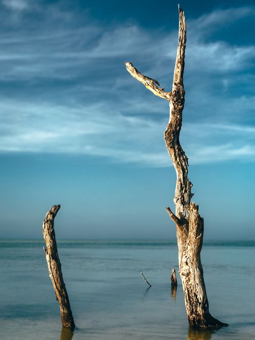 Free Weathered tree trunks stand silently in a calm coastal scene under a clear blue sky. Stock Photo