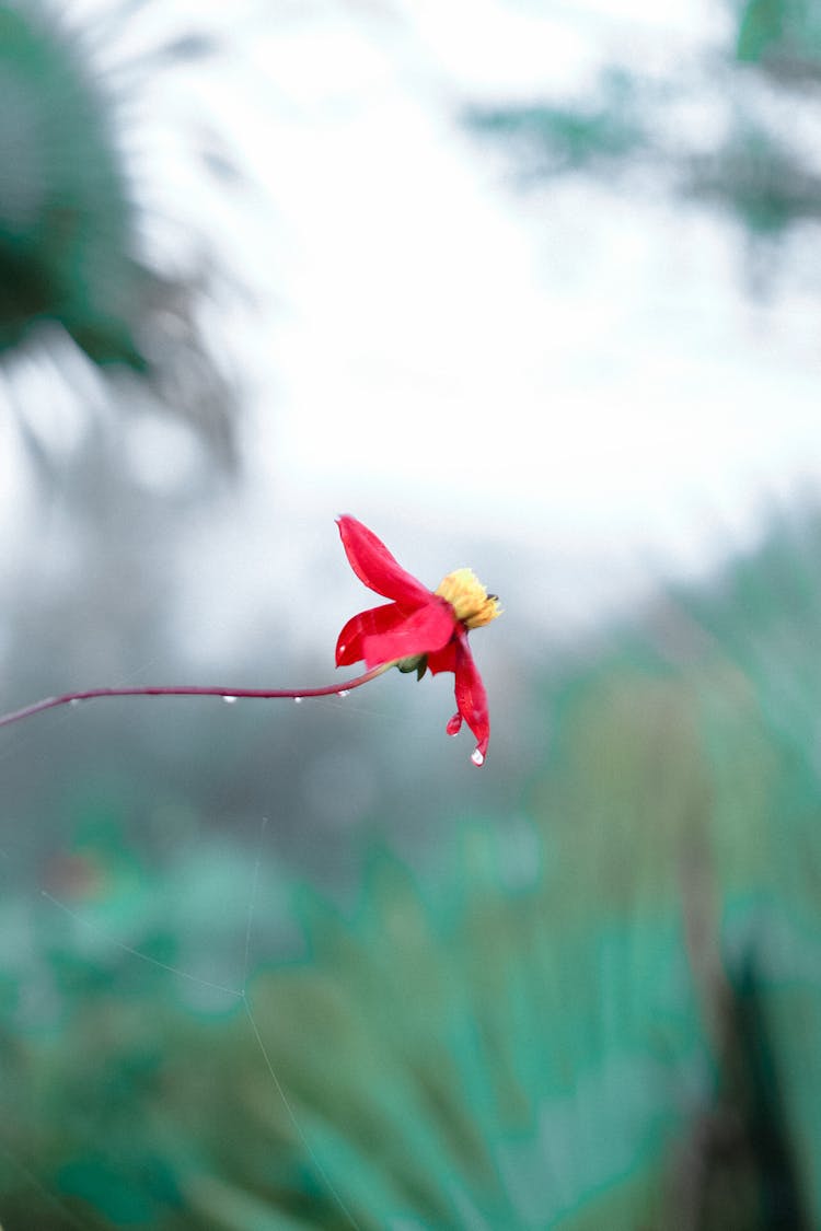 Red And Yellow Flower In Close Up Photography