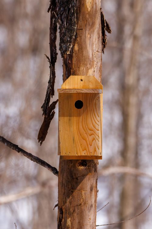Free Close-up of a wooden birdhouse attached to a tree trunk in a serene forest. Stock Photo