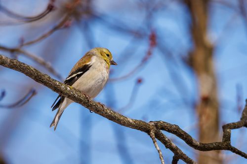 Free Close-up of an American Goldfinch perched on a tree branch against a clear blue sky. Stock Photo