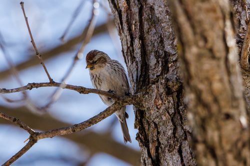Free A common redpoll bird perched on a tree branch during winter, captured in close-up. Stock Photo