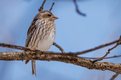 Free Close-up of a finch perched on a branch against a clear blue sky, showcasing its natural beauty. Stock Photo