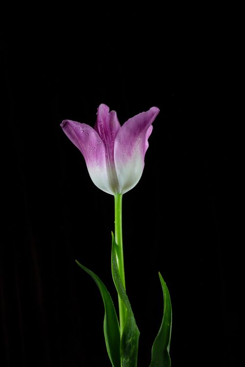 Free Close-up of a single pink and white tulip against a black background, capturing its delicate beauty. Stock Photo