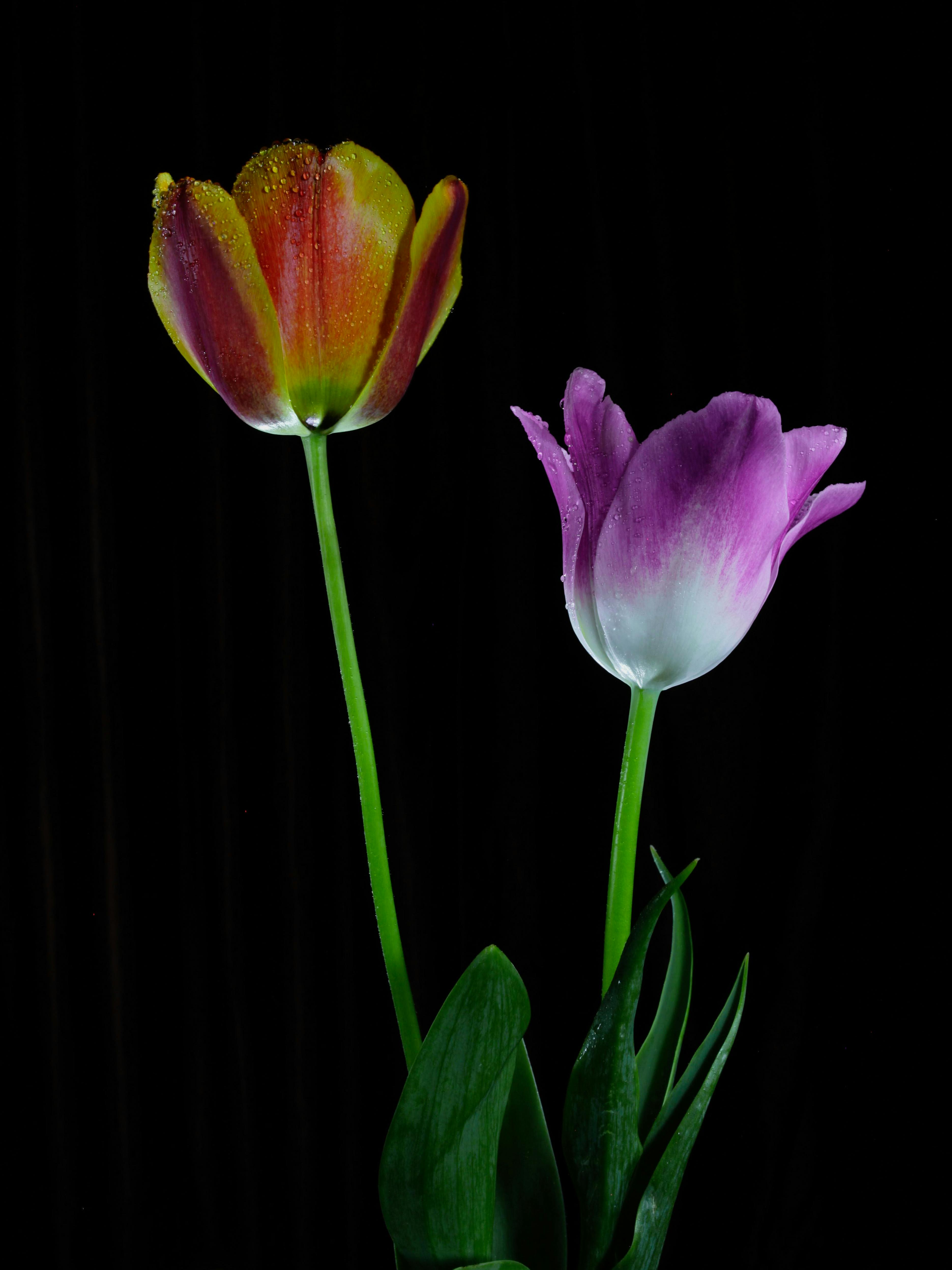 Blooming Rose with Water Droplets · Free Stock Photo