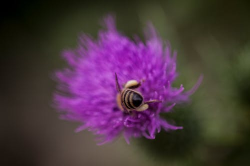 honey bee collecting pollen
