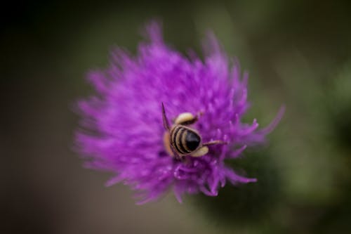 Fotos de stock gratuitas de abeja, bosque, delicioso