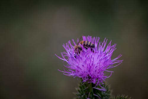 Free honey bee collecting pollen Stock Photo