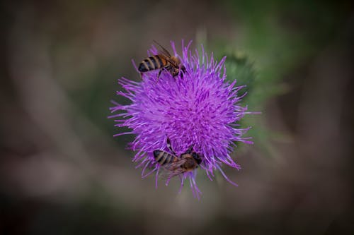 honey bee collecting pollen