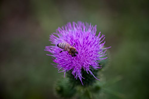 Close Up Photo of Honey Bee on Purple Flower