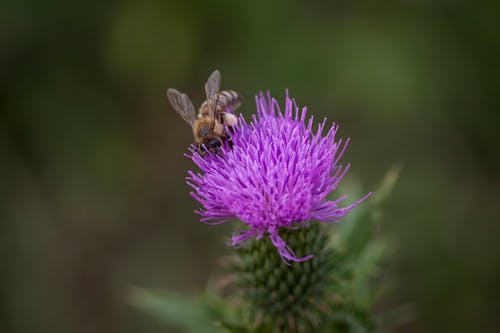 Free 
A Bee Pollinating a Flower Stock Photo