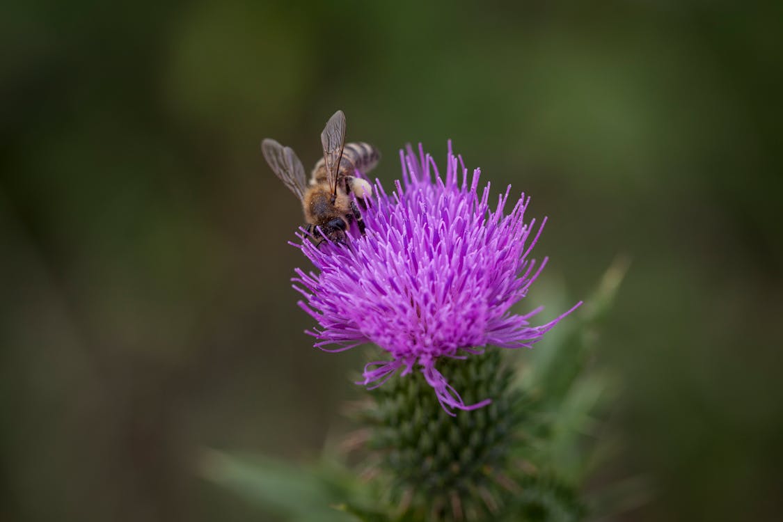 Photos gratuites de abeille, chardon-marie, fleur