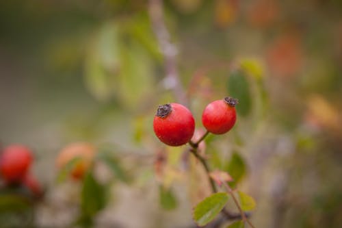 Free rosehip fruit Stock Photo