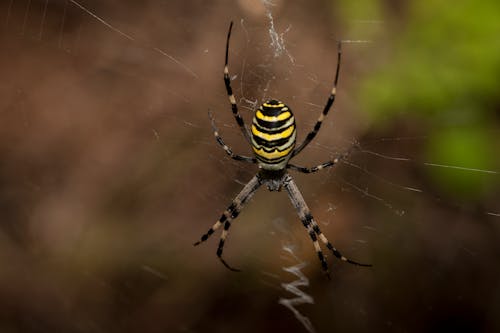 Close-up of a Wasp Spider