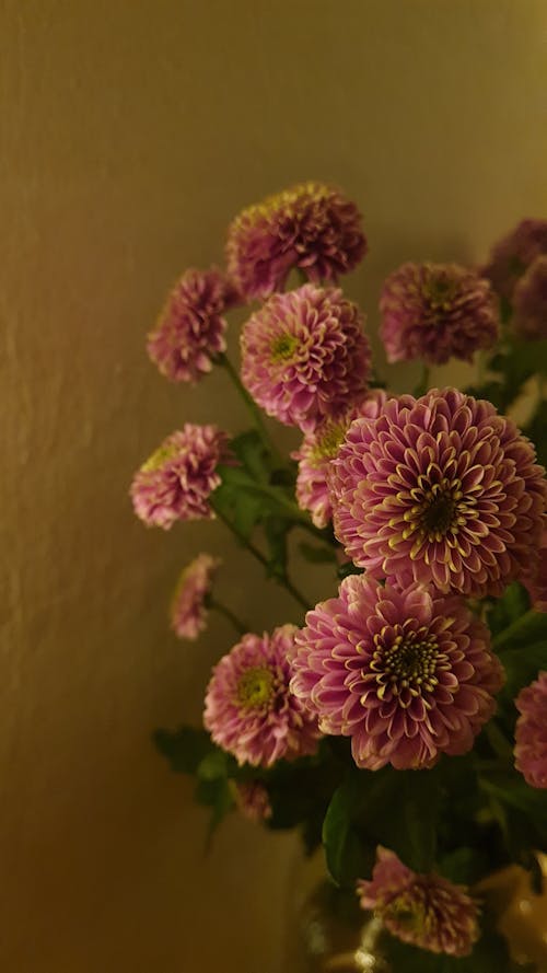 

A Close-Up Shot of Chrysanthemum Flowers