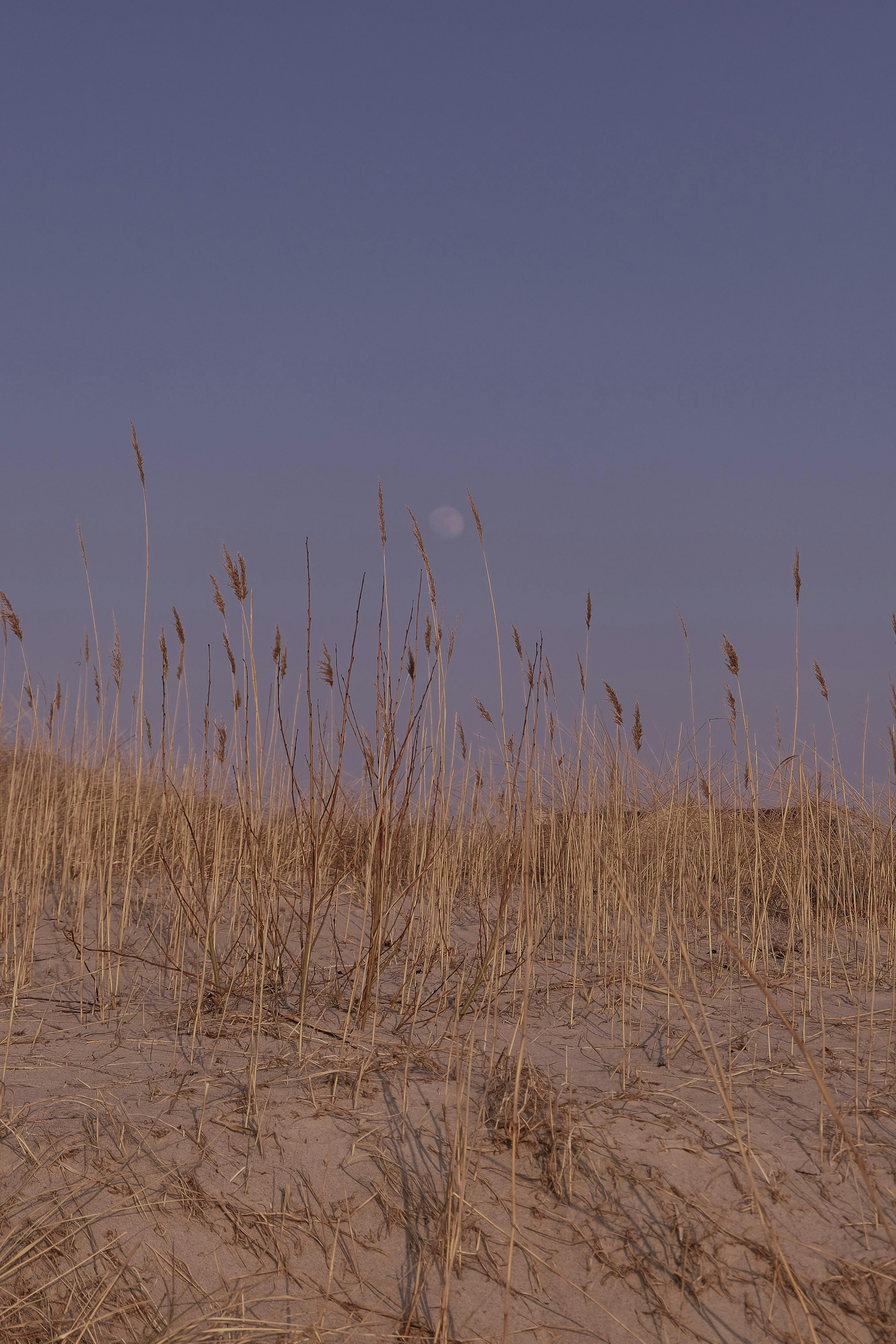 Golden sandy dunes with tall grass under a clear blue sky creating a peaceful landscape.