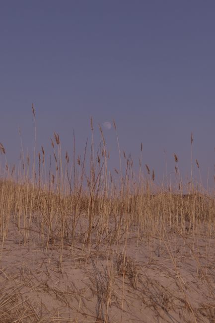 Golden sandy dunes with tall grass under a clear blue sky creating a peaceful landscape.