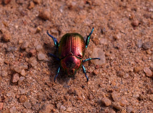 Photos gratuites de beetle, fermer, insecte