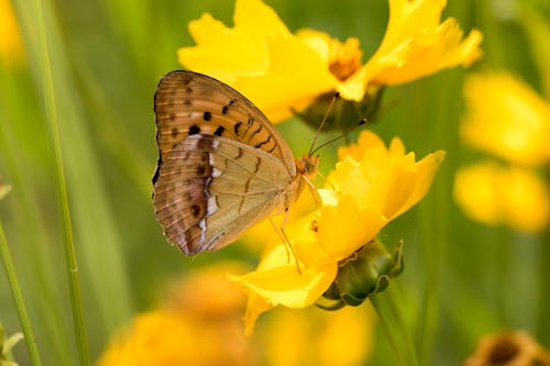 Gratis lagerfoto af sommerfugl på en blomst