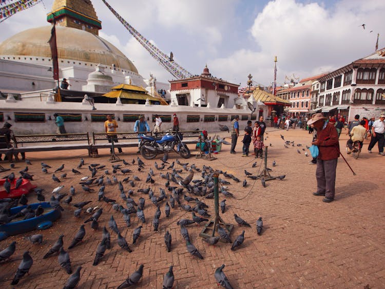 People Feeding Pigeons On City Square