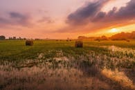 日落时分，明媚的阳光映照着干草田的宁静乡村景象，水坑里倒映着这一切