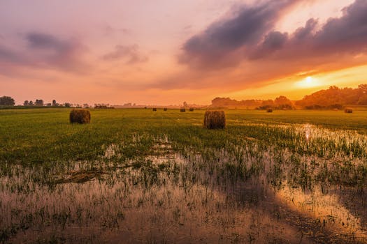 日落时分，明媚的阳光映照着干草田的宁静乡村景象，水坑里倒映着这一切