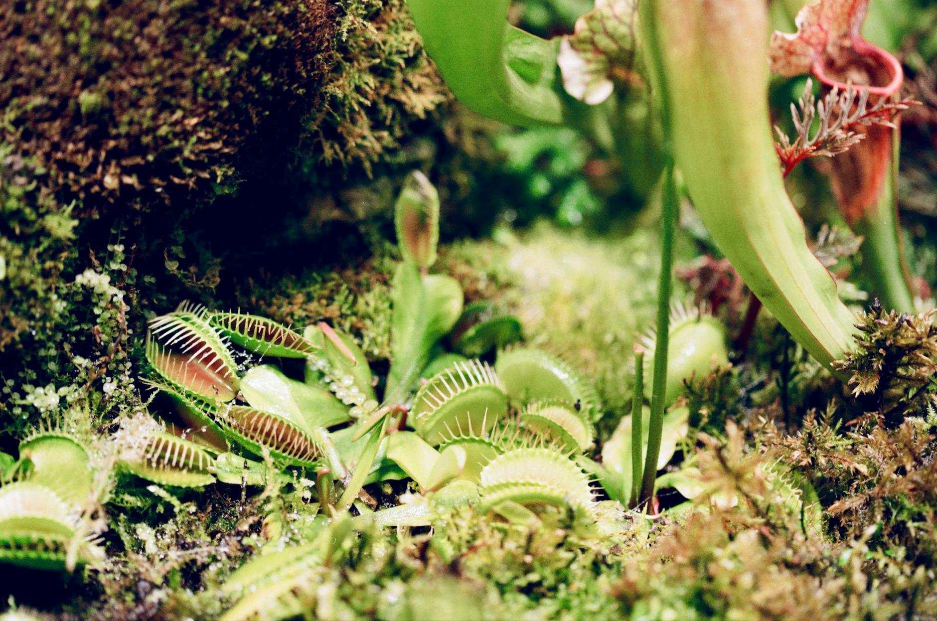 How Often Should You Water a Venus Flytrap