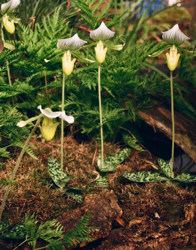 Flowers Growing In Soil In Garden