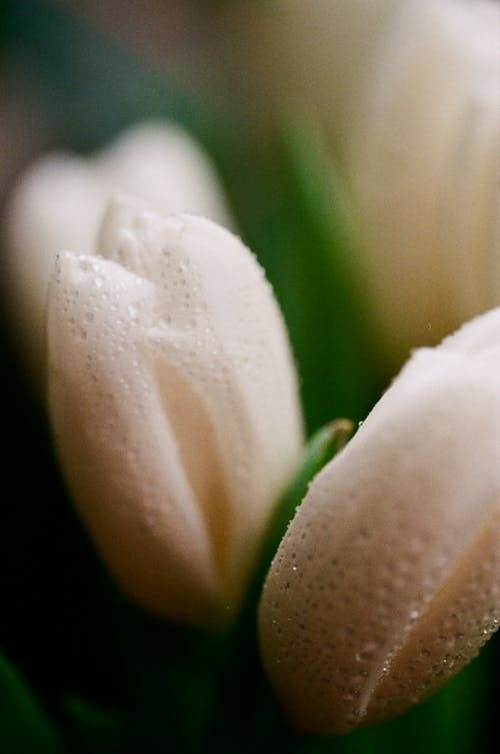 White Tulip Flowers with Water Droplets