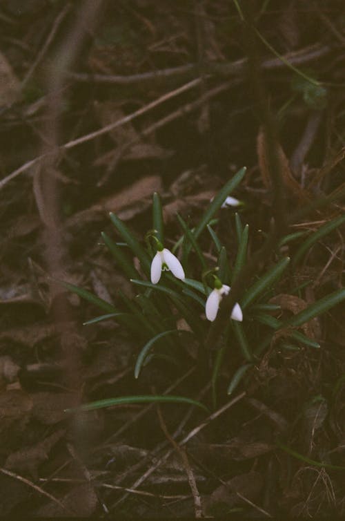 Imagine de stoc gratuită din flori, fotografiere verticală, ghiocei