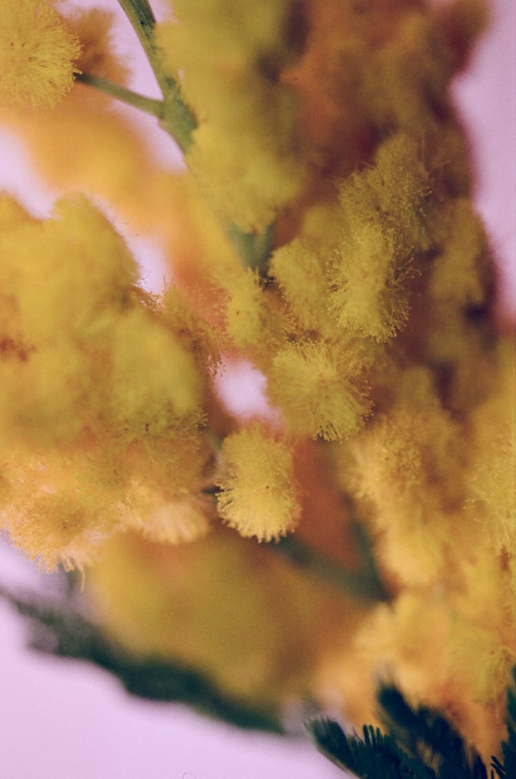 Yellow Acacia Dealbata In Close-Up Shot 