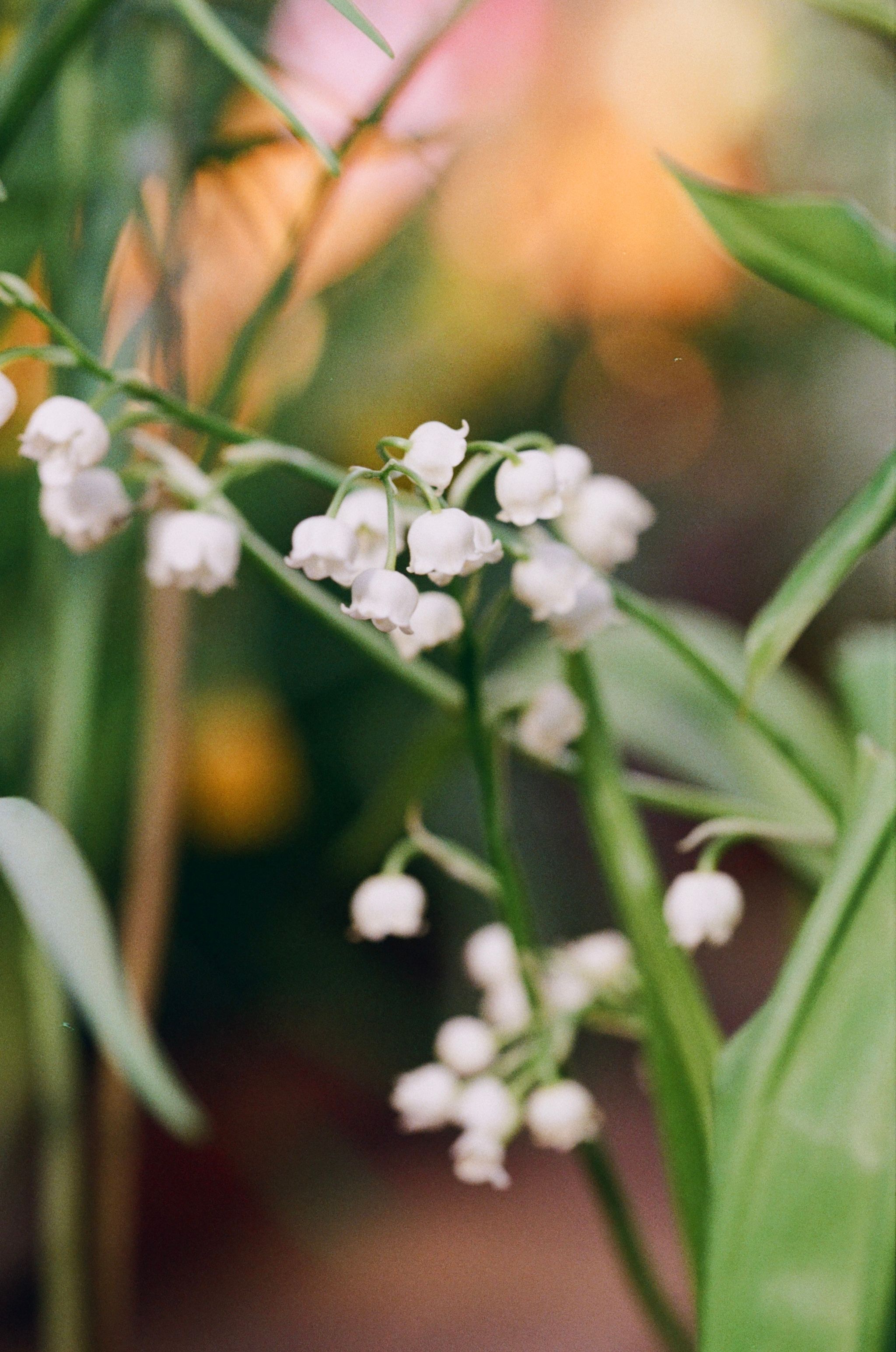 Lily of the Valley Flowers · Free Stock Photo