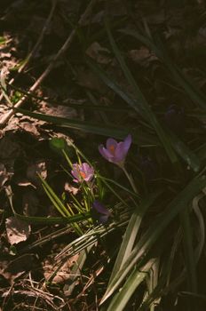 Delicate purple crocus flowers emerging in a shaded woodland area against dry leaves.