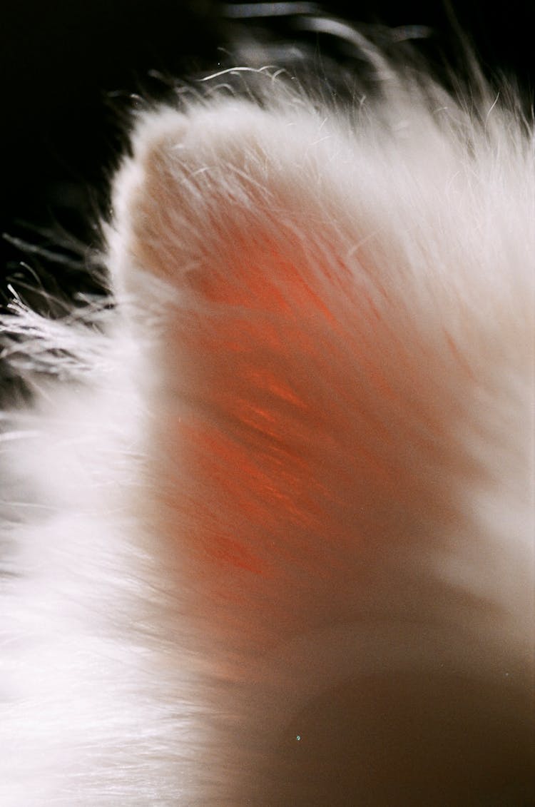 Fluffy Ear Of A Kitten