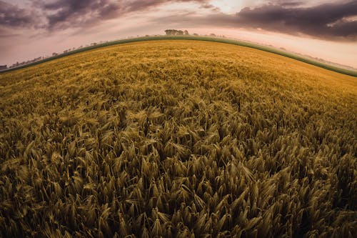 Free stock photo of fog, myst, wheat field