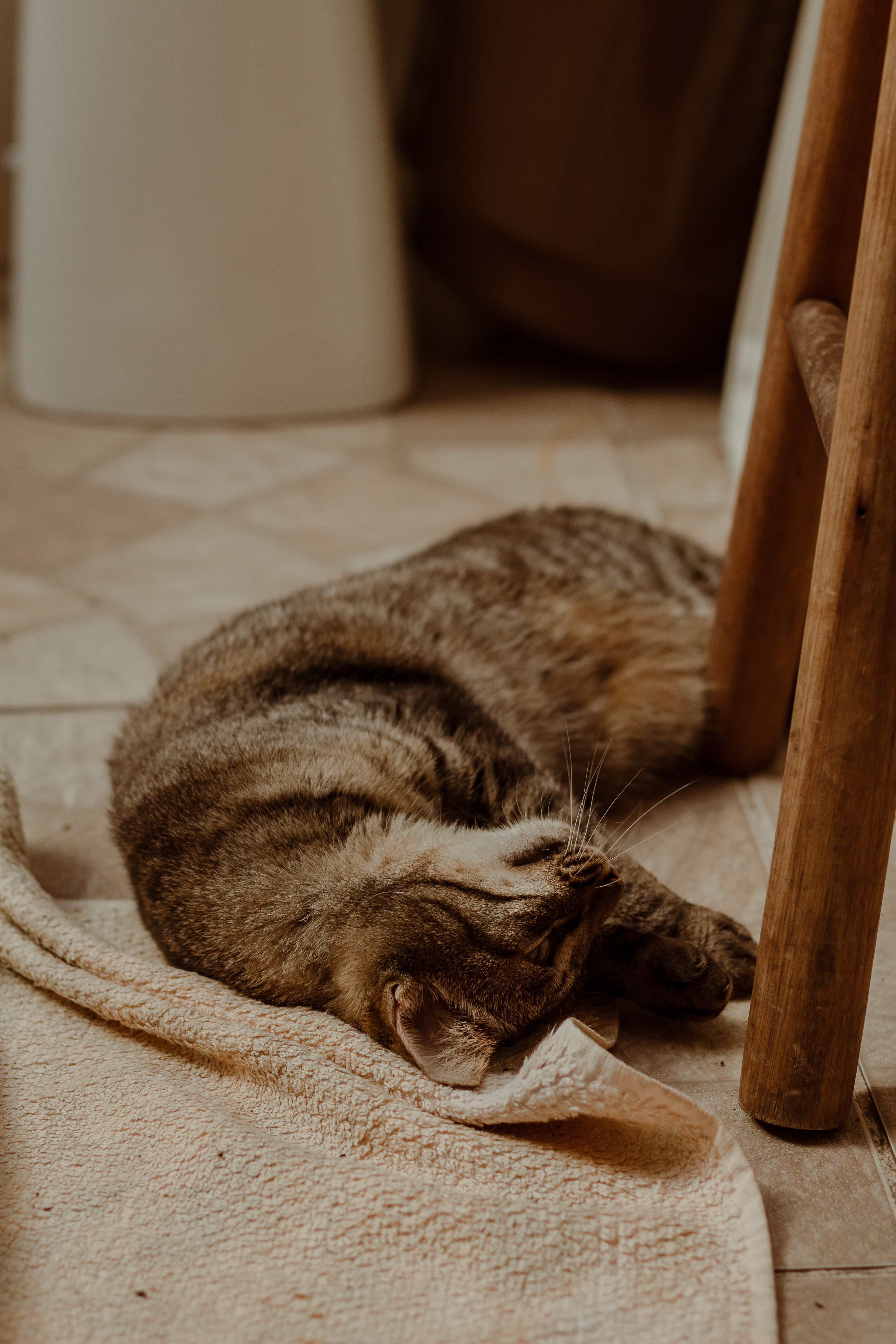 Brown Tabby Cat Sleeping on the Floor · Free Stock Photo